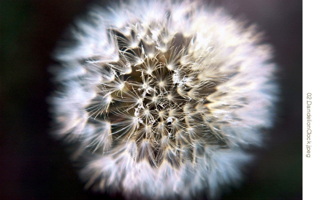 Dandelion