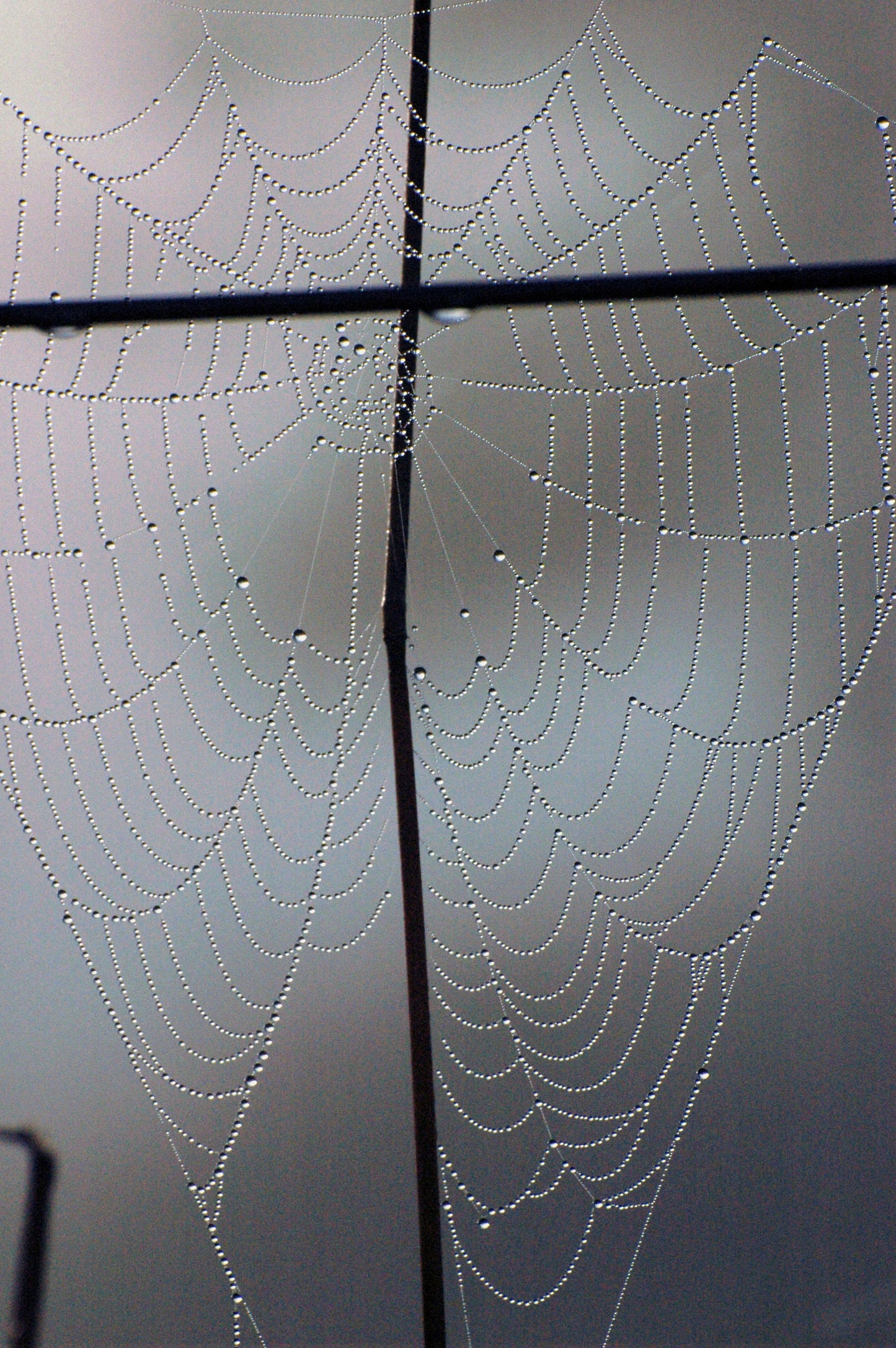 Spider Web