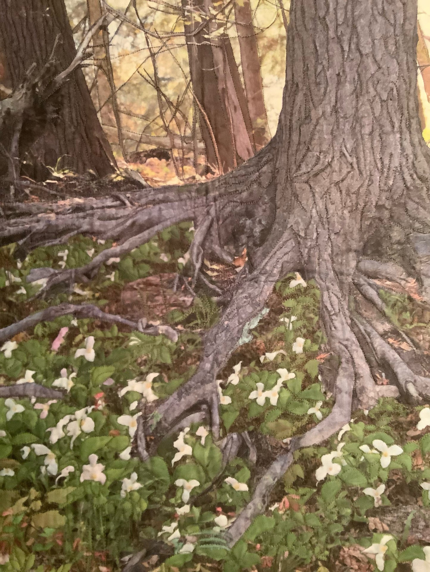 Tree with Trilliums