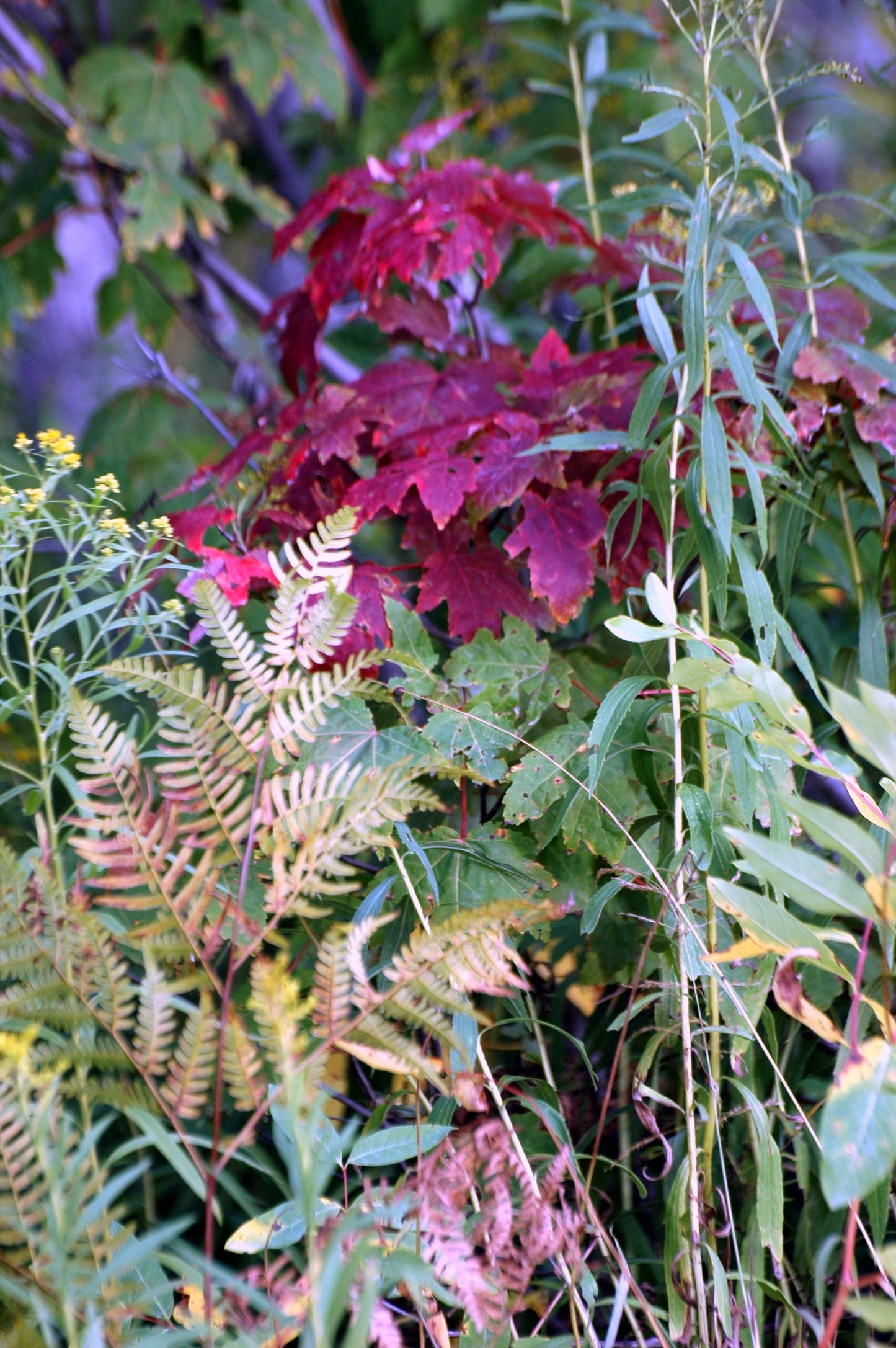 Autumn Foliage