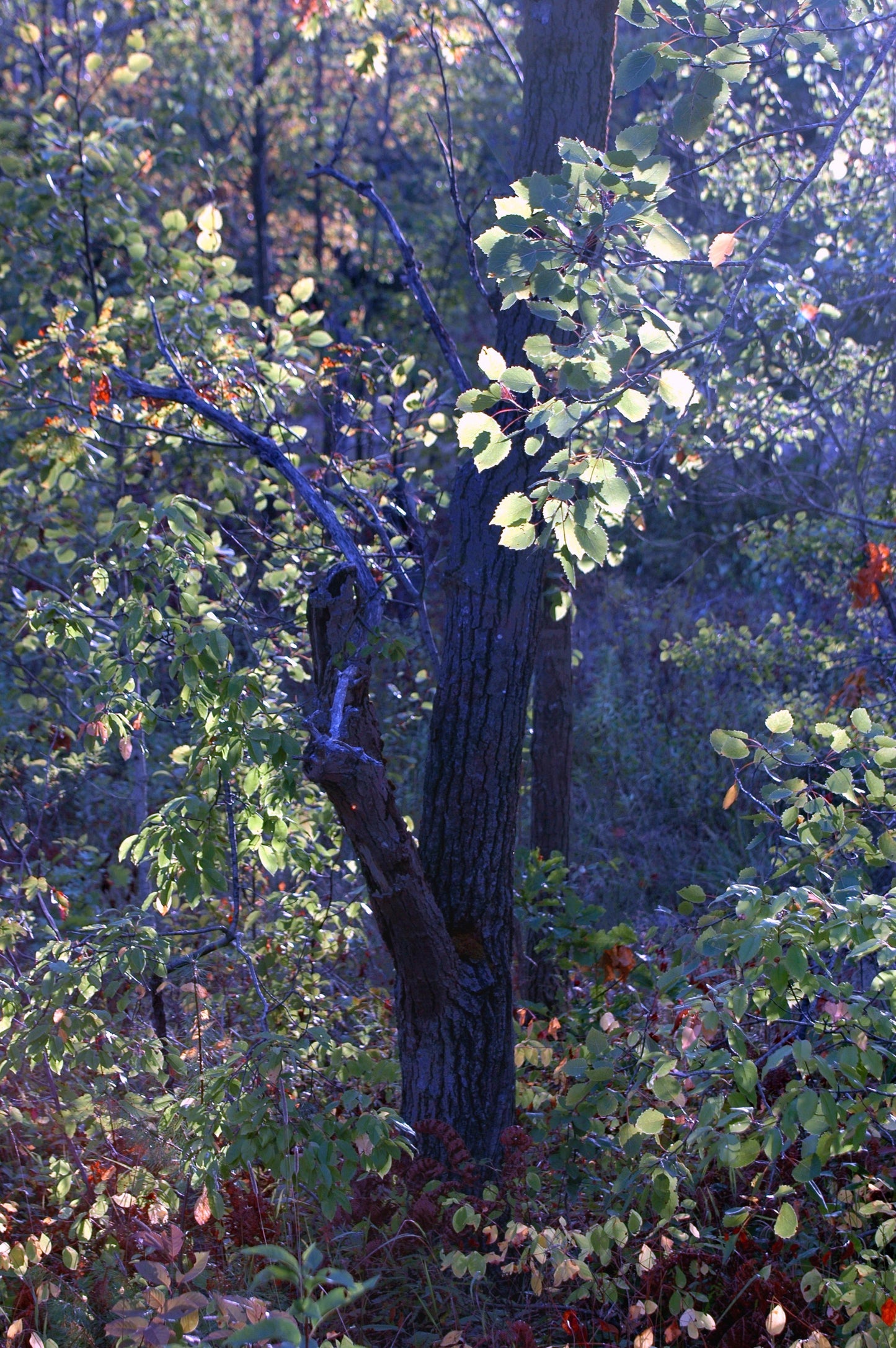 Forest on Chisholm Trail
