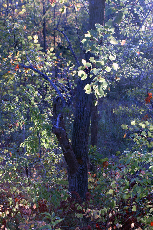 Forest on Chisholm Trail
