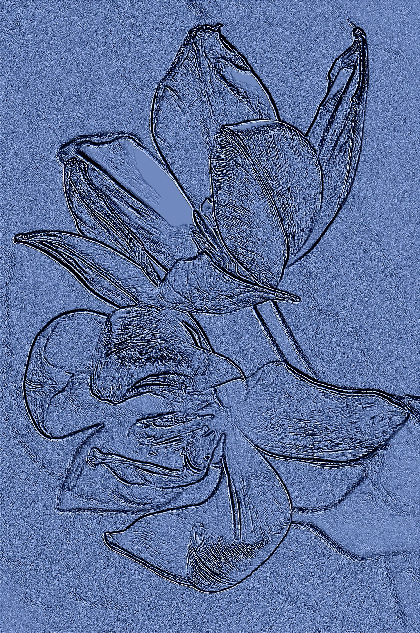 Tulip