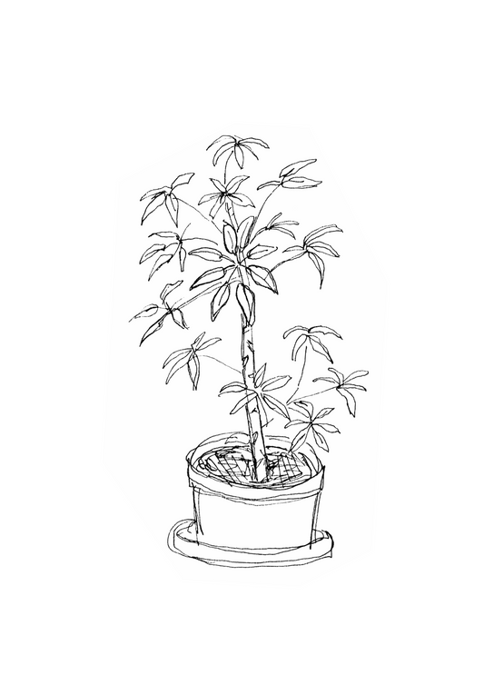 Potted Plant