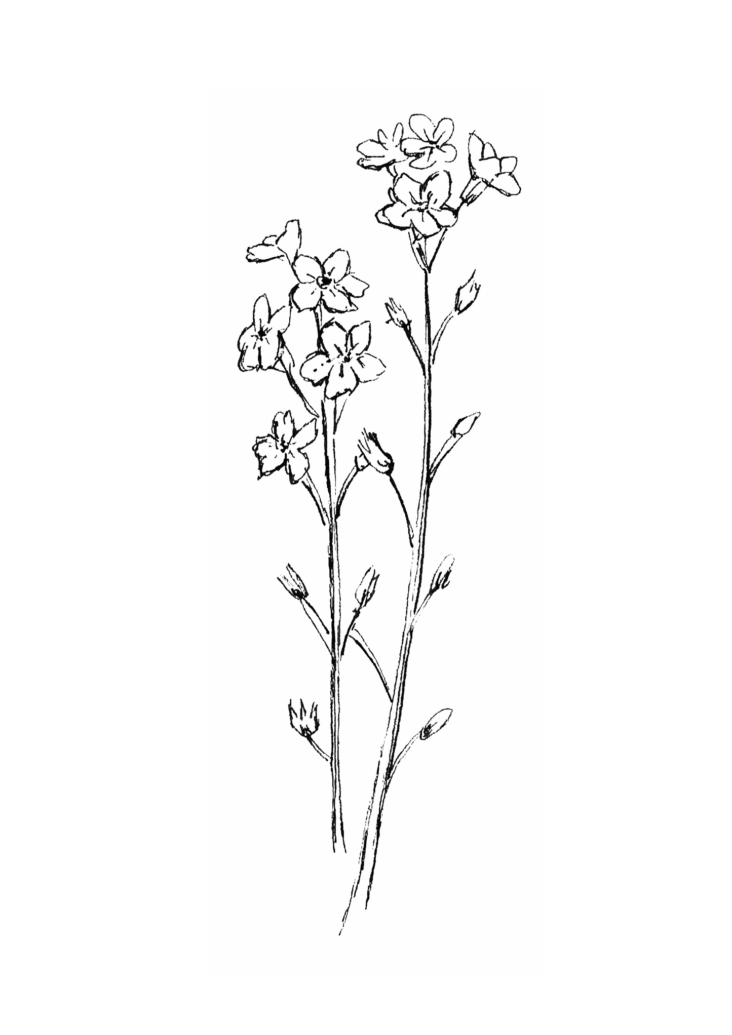 Forget Me Not 1