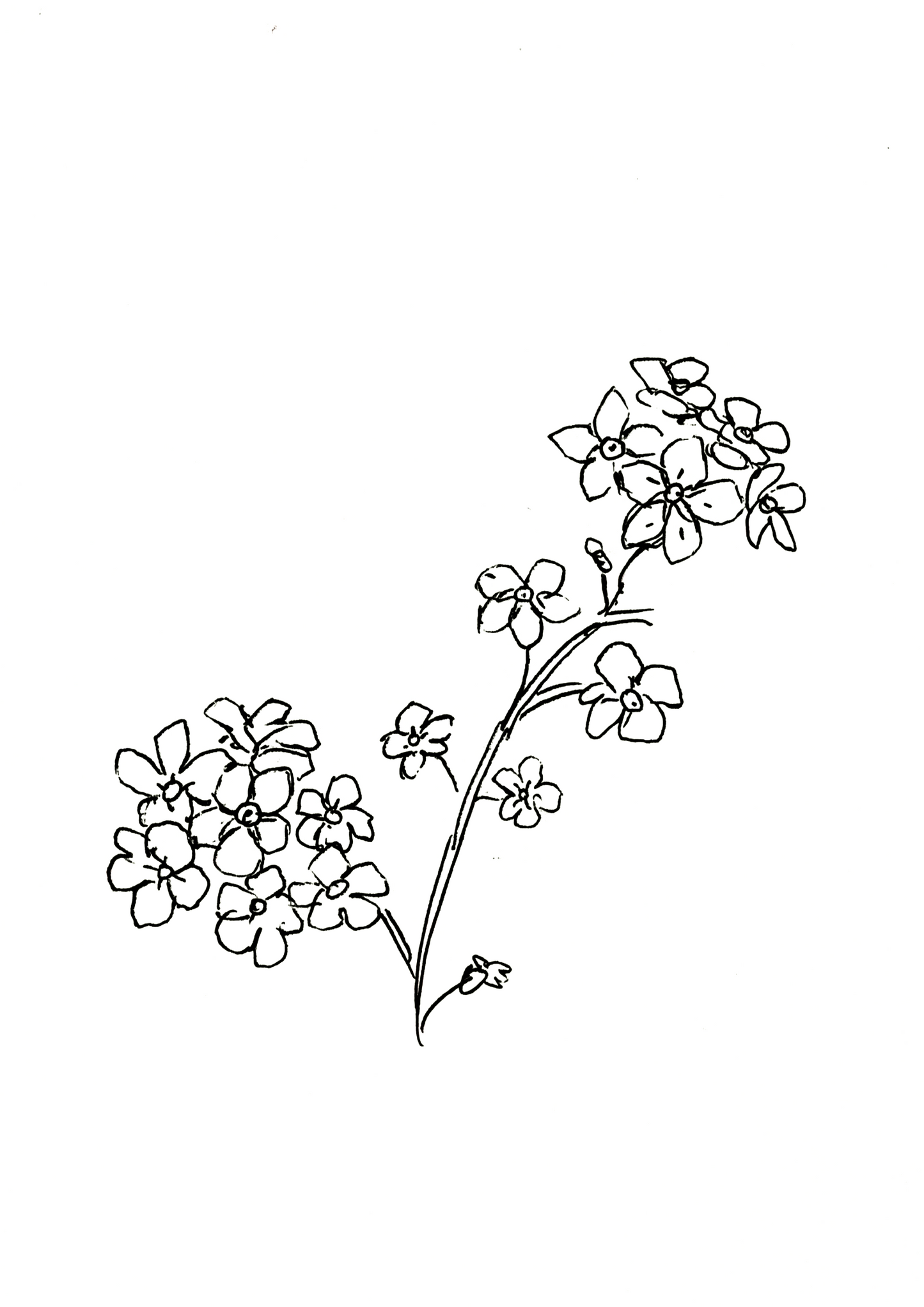 Forget Me Not 2