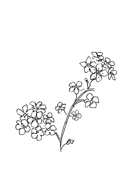 Forget Me Not 2