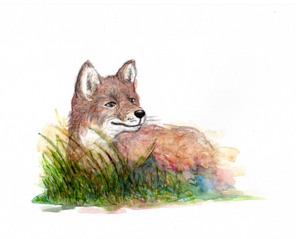 Fox at Sunset