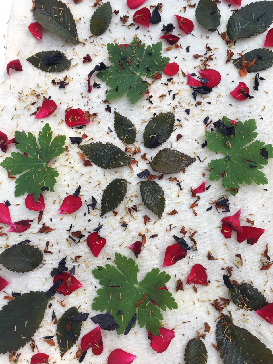 Natures's Palette Botanical Printing 2