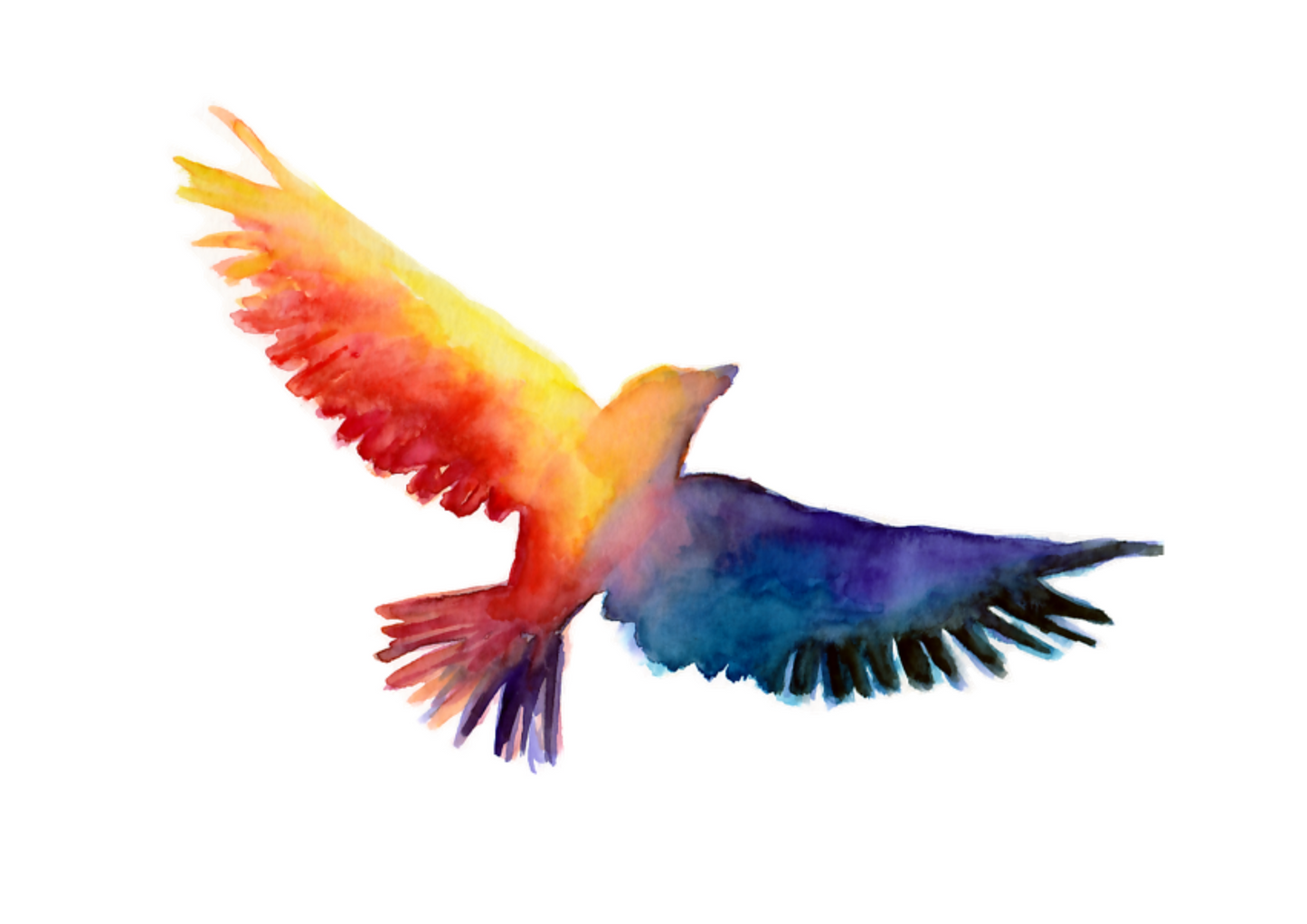 Assorted Watercolour/Ink Prints