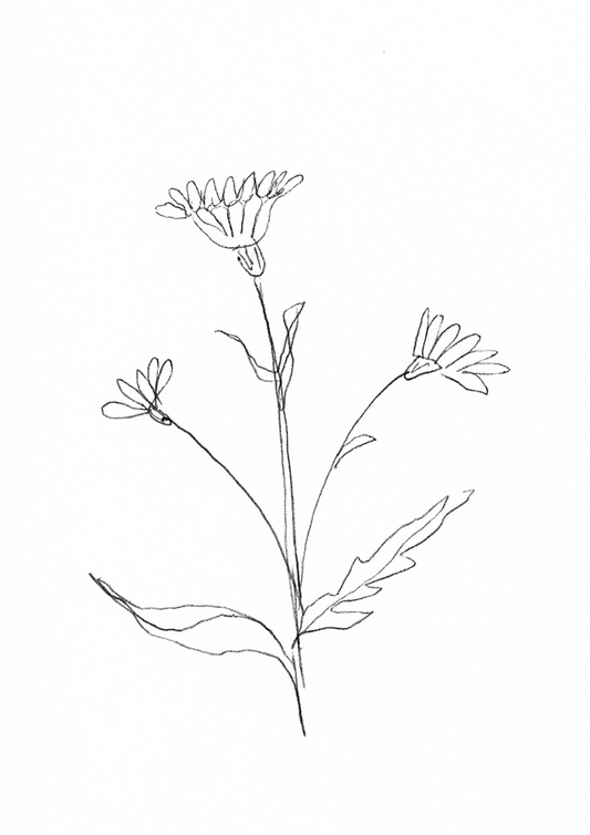 Wildflower