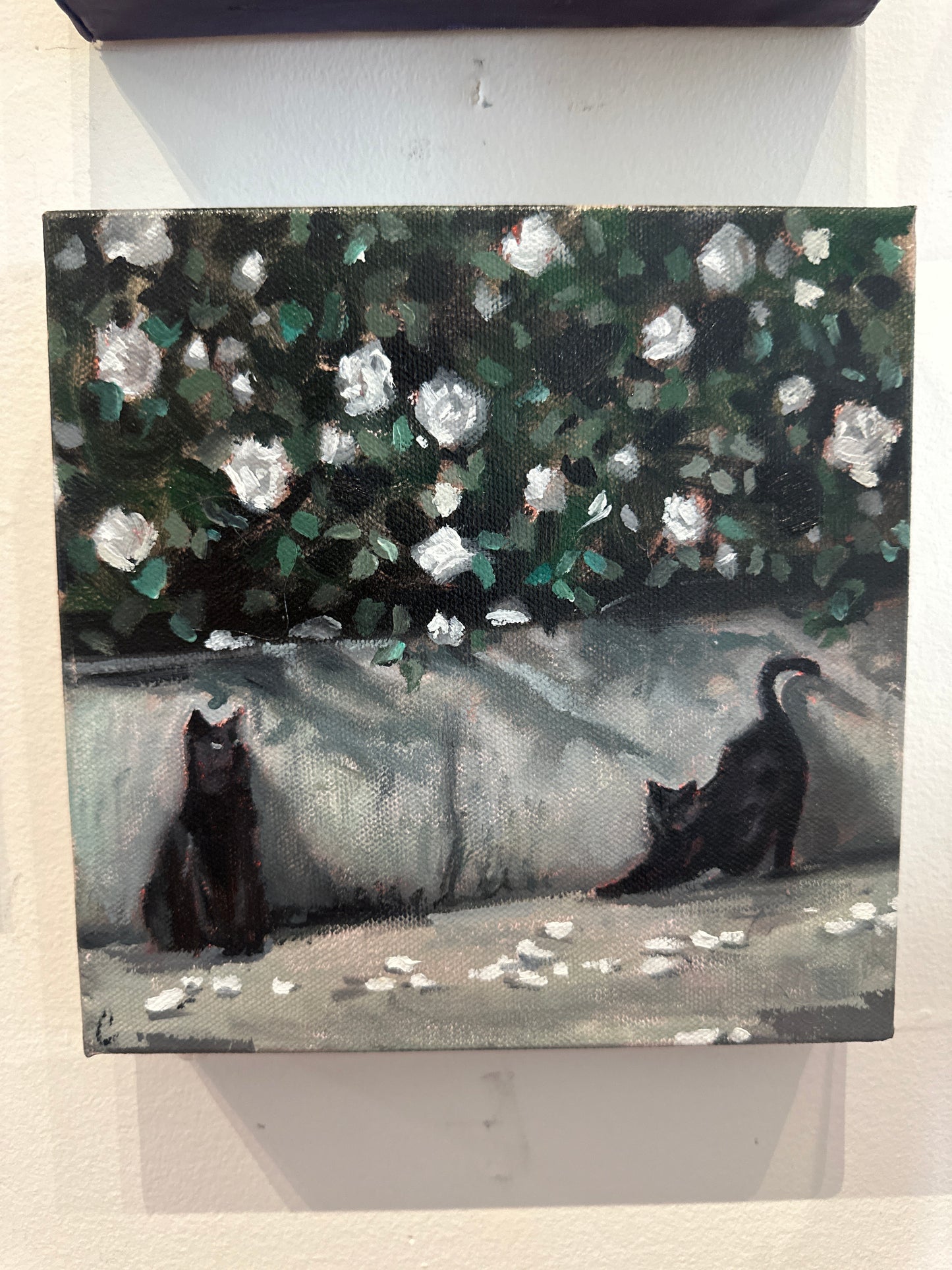 Under the white roses